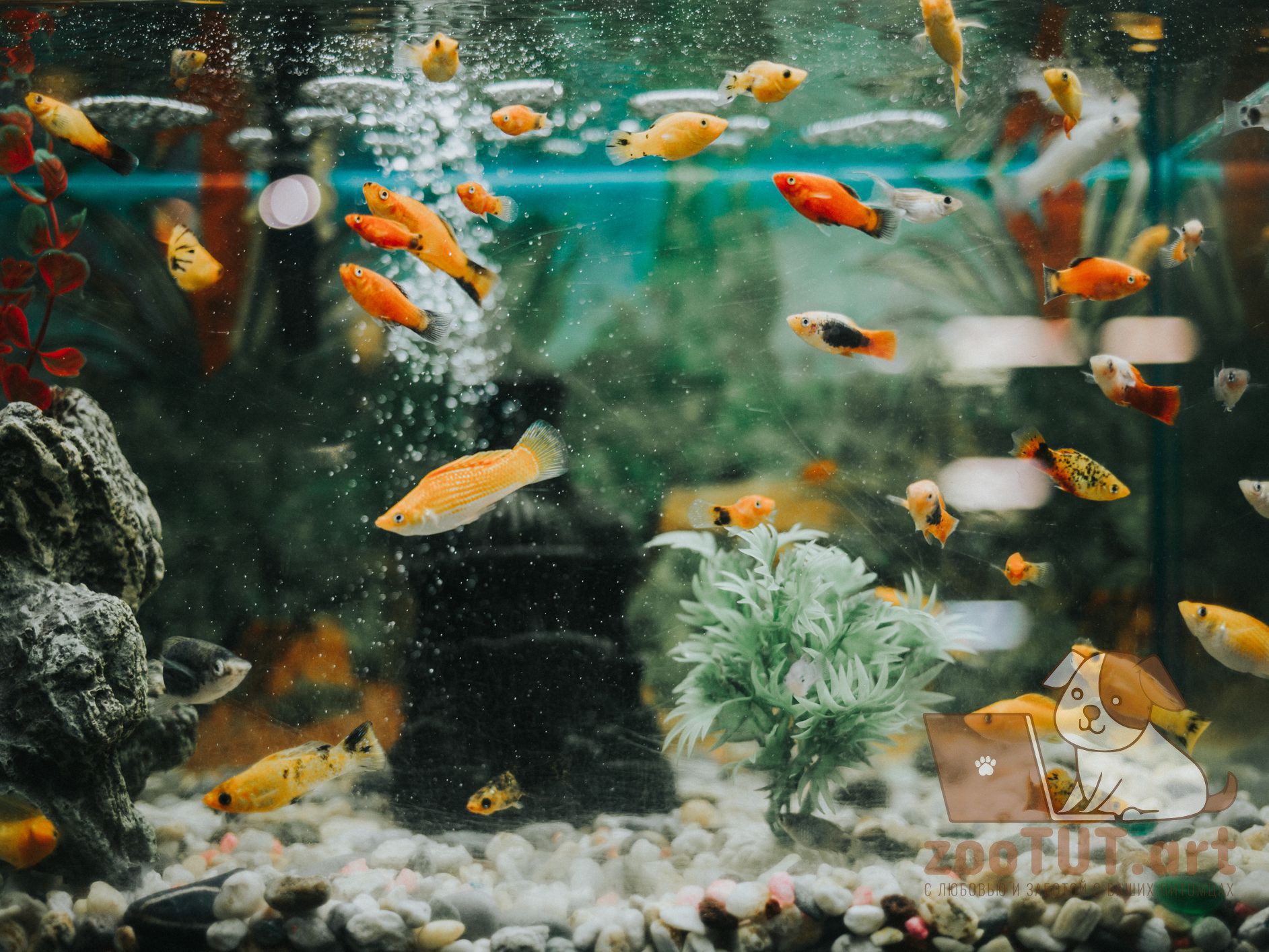 наблюдение за поведением рыб в аквариуме