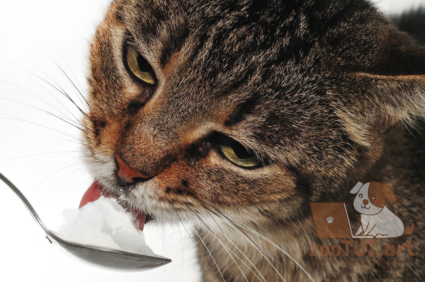Кот ест сметану. Кошка ест Кокос. Кот ест сливочное масло. Серый кот ест сметану. Можно есть сметану на ночь
