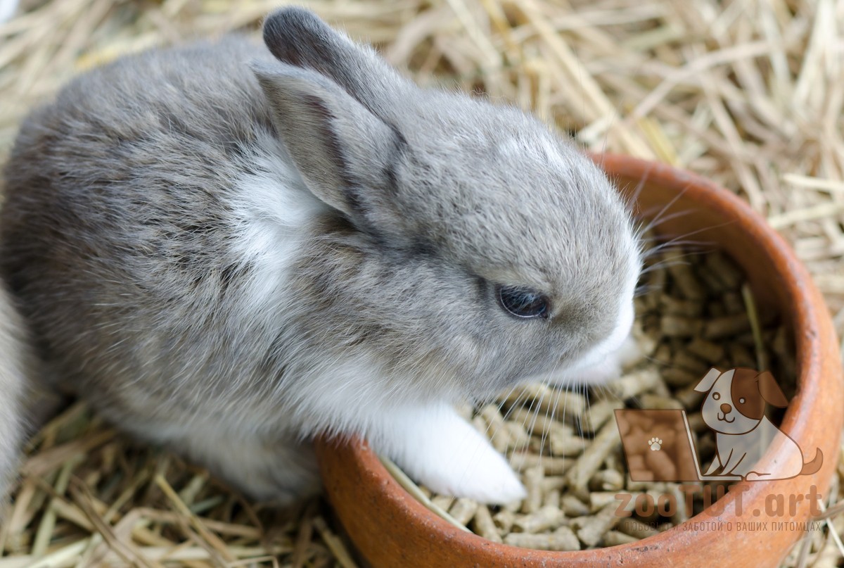 Чем можно кормить домашних кроликов. Кролики. Декоративный кролик. Декоративный кролик серый. Домашние кролики декоративные.