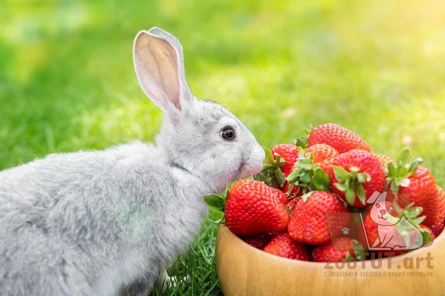 Кроликам можно клубнику. Кролик с ягодами. Rhjkbr d rke,BBRT.