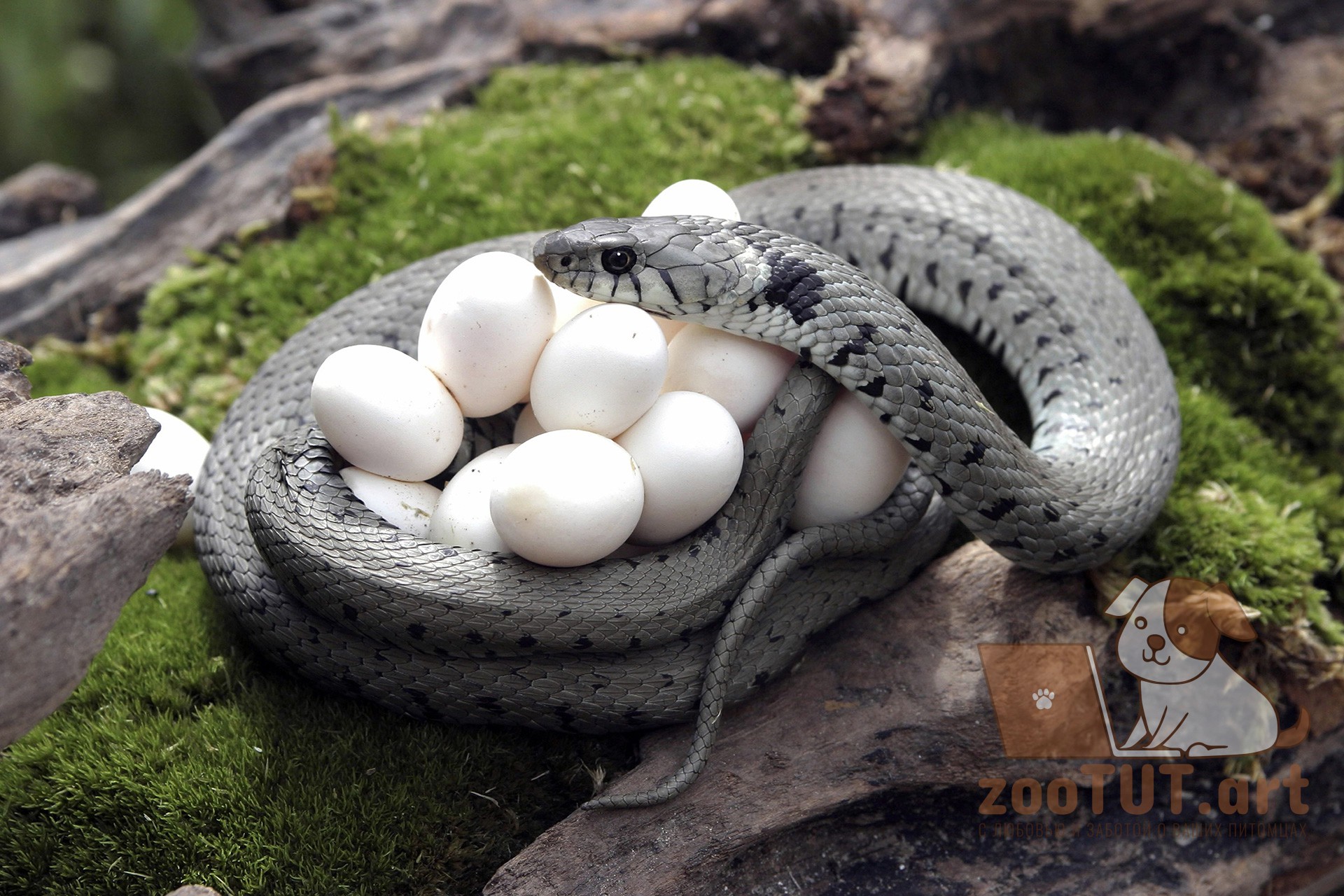 Какие животные не откладывают яйца. Живородящие змеи яйца змеи. Змеиное гнездо гадюки. Змеи яйцееды. Гадюка обыкновенная гнездо.