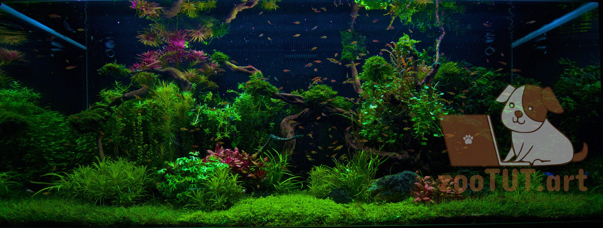 Уход за аквариумными растениями в домашних условиях