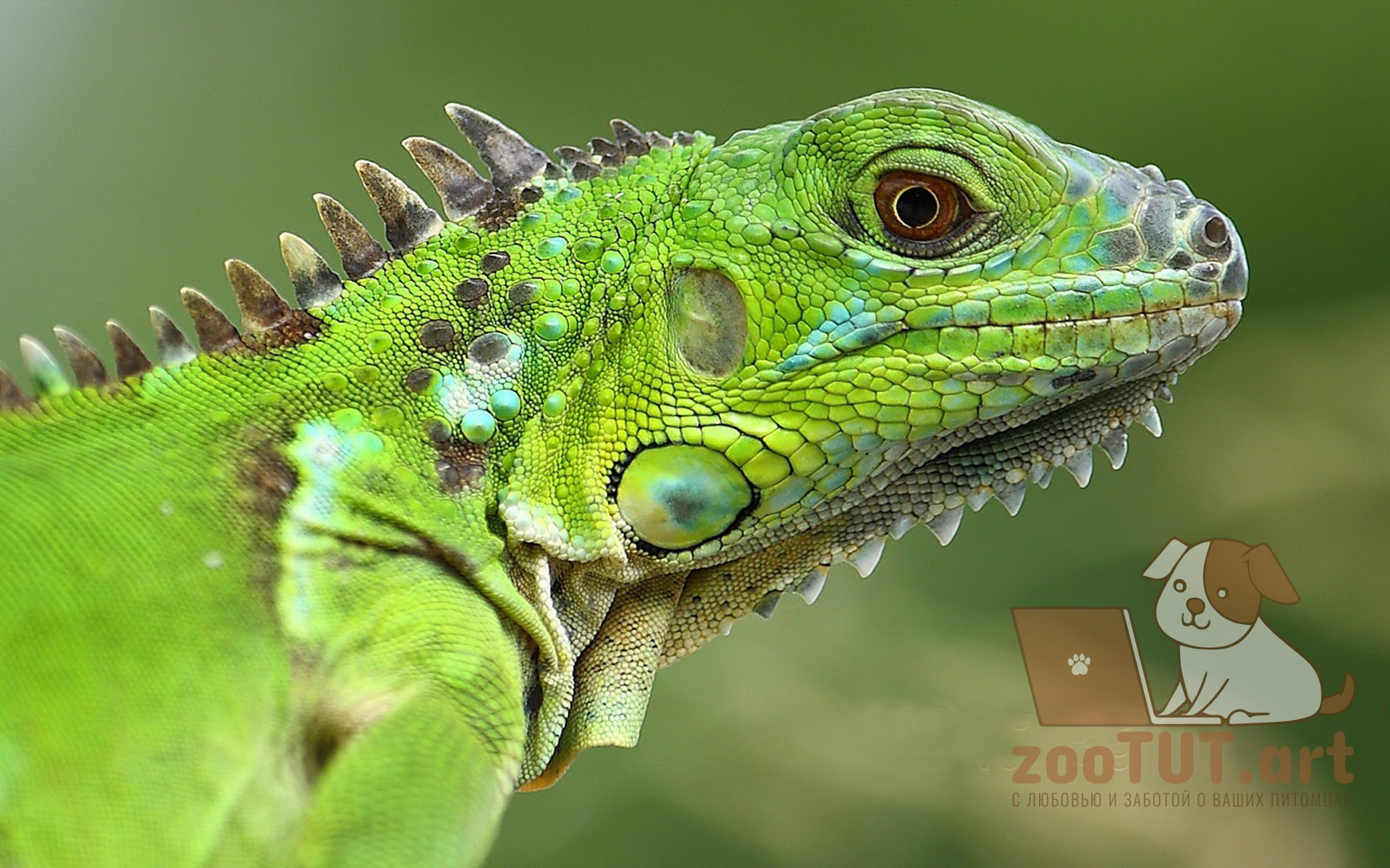 Крокодилы хамелеон. Зеленая игуана (Iguana Iguana). Игуана зеленая обыкновенная. Варан игуана хамелеон. Ящерица зеленая игуана.