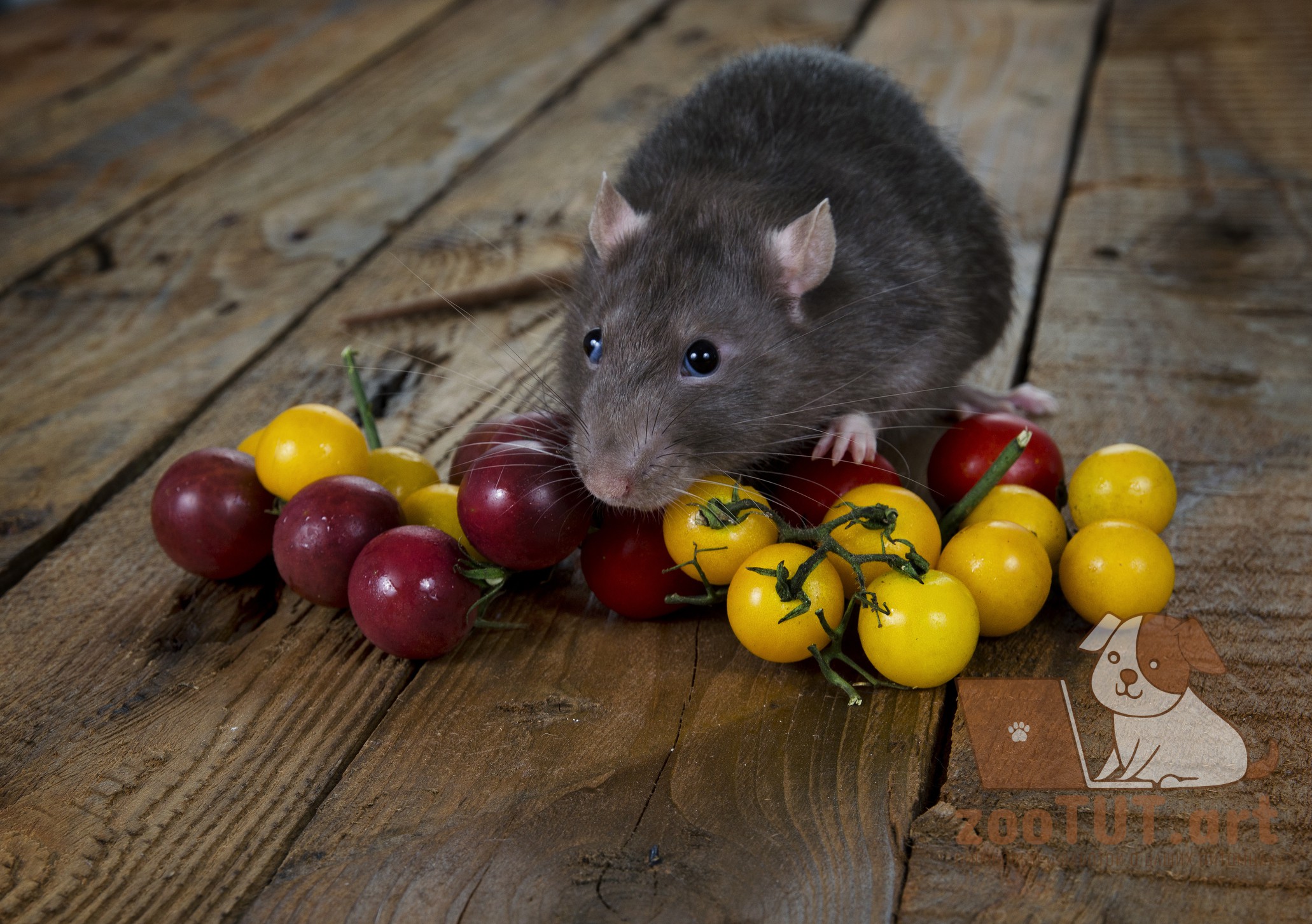 Можно ли крысам редиску. Мышь и помидор. Мыши в томате. Томат мышка.