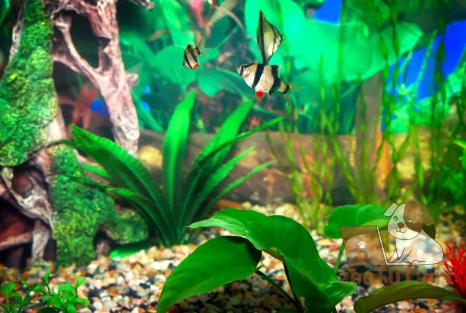 как повысить нитраты и фосфаты в аквариуме