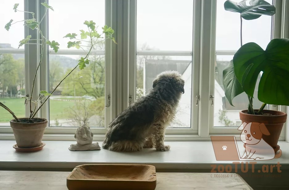 Безопасные комнатные растения для собак