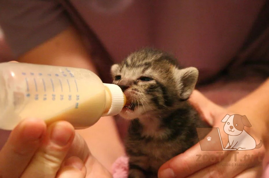 как кормить новорожденных котят из бутылочки