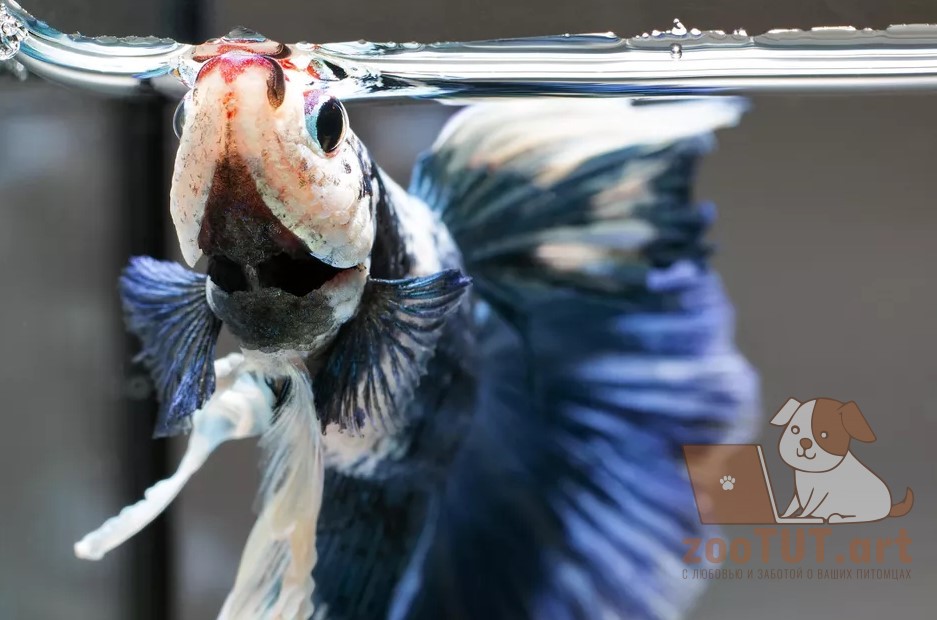 Что делать, если ваша бойцовая рыбка не ест