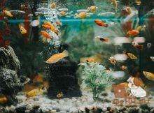 Что вызывает высокий pH в аквариуме