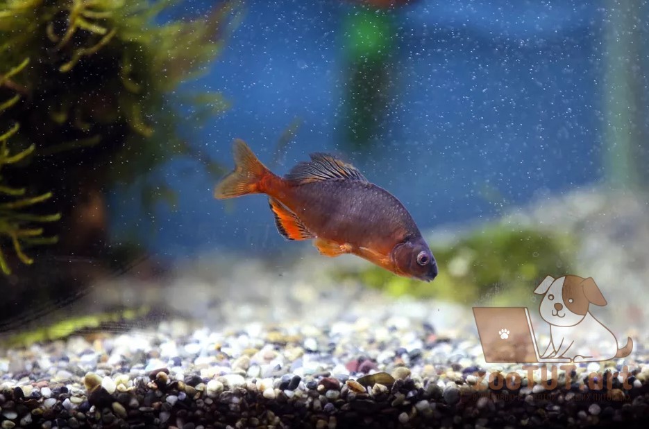 Может ли смена воды в вашем аквариуме убить вашу рыбу?