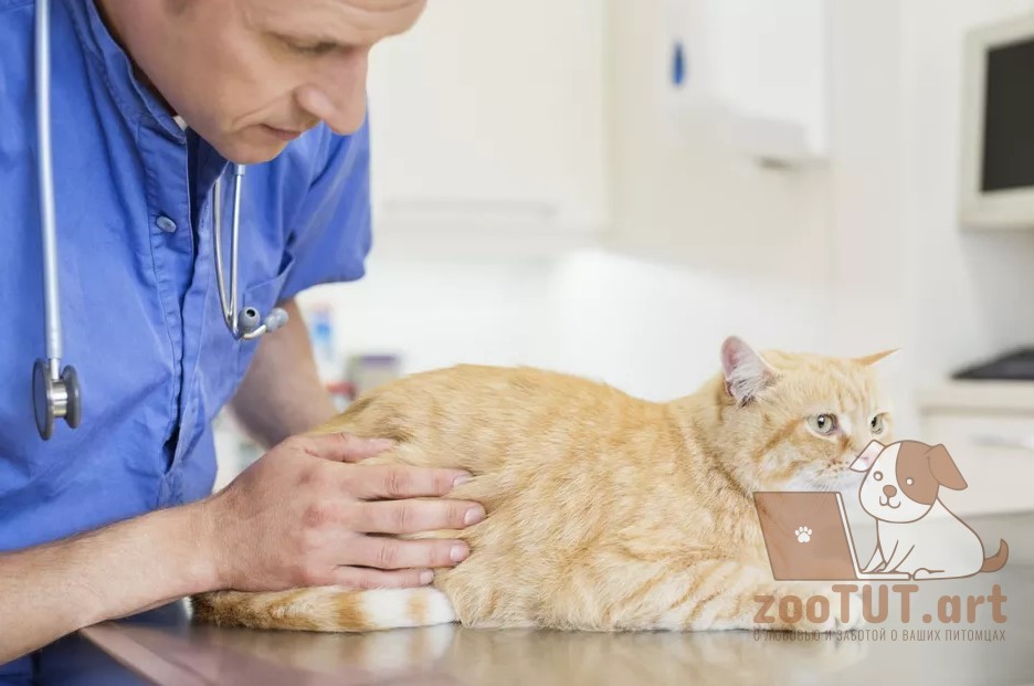 Признаки, диагностика и лечение анкилостомоза у кошек