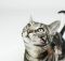 Что нужно знать о дальтонизме у кошек