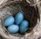 Действительно ли яйца полезны для моей птицы