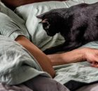 Как отучить кошку будить вас ночью