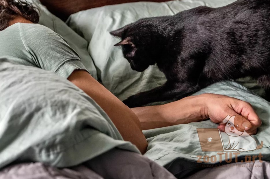 Как отучить кошку будить вас ночью