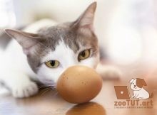 Можно ли кошкам сырые яйца