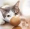 Можно ли кошкам сырые яйца