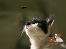 насекомые токсичные для кошек