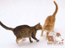 Остаются ли кошки сексуально активными после стерилизации или кастрации