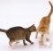 Остаются ли кошки сексуально активными после стерилизации или кастрации