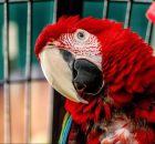 Признаки гормонального поведения у попугаев