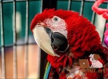 Признаки гормонального поведения у попугаев
