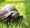 Сколько живут черепахи