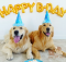 способы отпраздновать день рождения вашей собаки