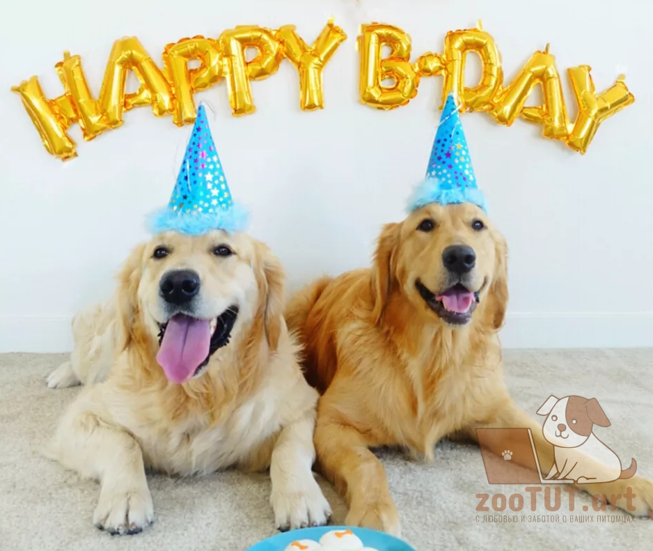 способы отпраздновать день рождения вашей собаки