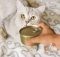 Таурин и аминокислоты для кошек
