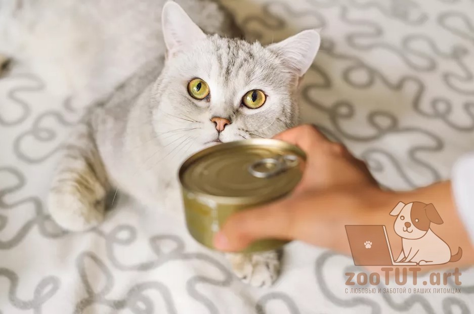 Таурин и аминокислоты для кошек