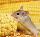 Какую пищу должна есть ваша домашняя мышь