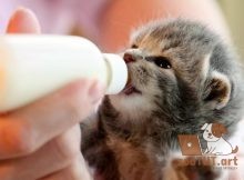 Рецепты домашних молочных смесей для котят И как кормить из бутылочки новорожденного котенка