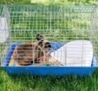 Как чистить клетку для кроликов