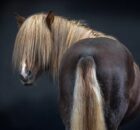 Как аккуратно и безопасно подстричь хвост вашей лошади