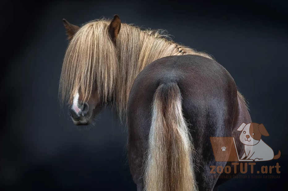 Как аккуратно и безопасно подстричь хвост вашей лошади