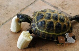 Могут ли черепахи есть бананы?