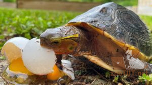 может ли черепаха есть яйца