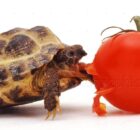 Могут ли черепахи есть помидоры?