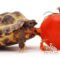 Могут ли черепахи есть помидоры?