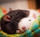 Впадают ли домашние крысы в ​​спячку?
