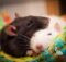 Впадают ли домашние крысы в ​​спячку?
