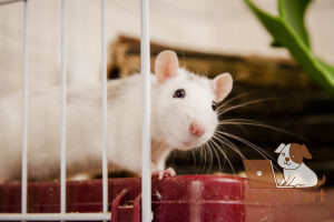 Как ухаживать за домашней крысой?