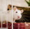 Как ухаживать за домашней крысой?