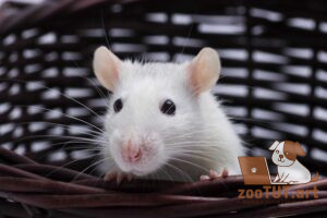 Крысы хорошие домашние животные?