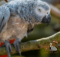 Как остановить выщипывание перьев у попугаев?