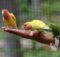 Можно ли научить птиц жить без клетки и не улетать?
