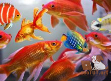 Почему дерутся аквариумные рыбки?