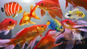 Почему дерутся аквариумные рыбки?