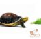 Могут ли черепахи есть шпинат